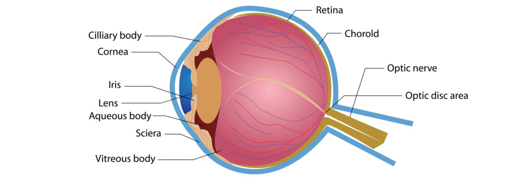 Eye Anatomy 