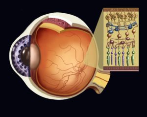 structure of eye