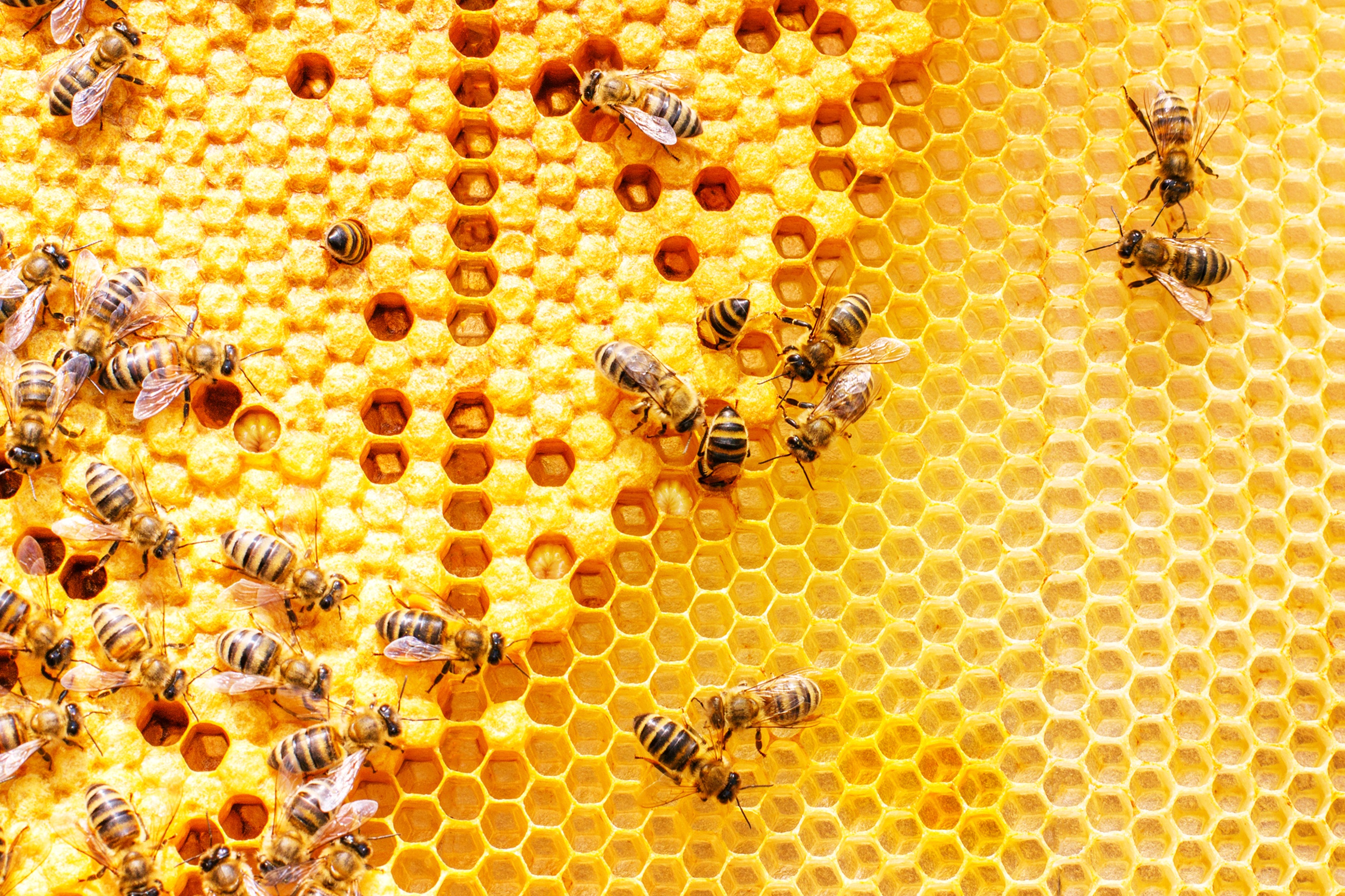 bee pollen benefits